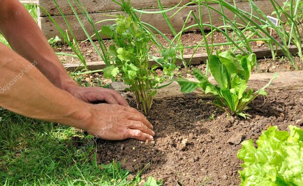 depositphotos_11014453-stock-photo-planting-in-the-garden.jpg